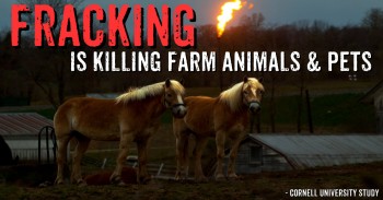 Animals on the land 24/7 are suffering first at the hands of #fracking industry